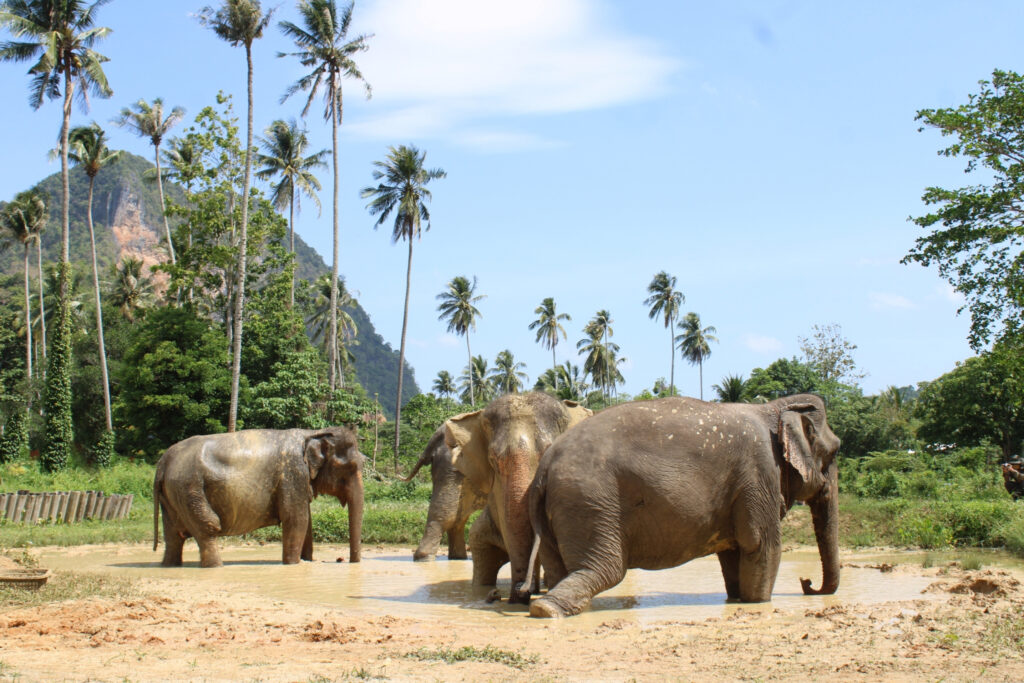 elephants at Ao Nang Elephant Sanctuary