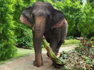 elephants with banana tree at Ao Nang Elephant Sanctuary