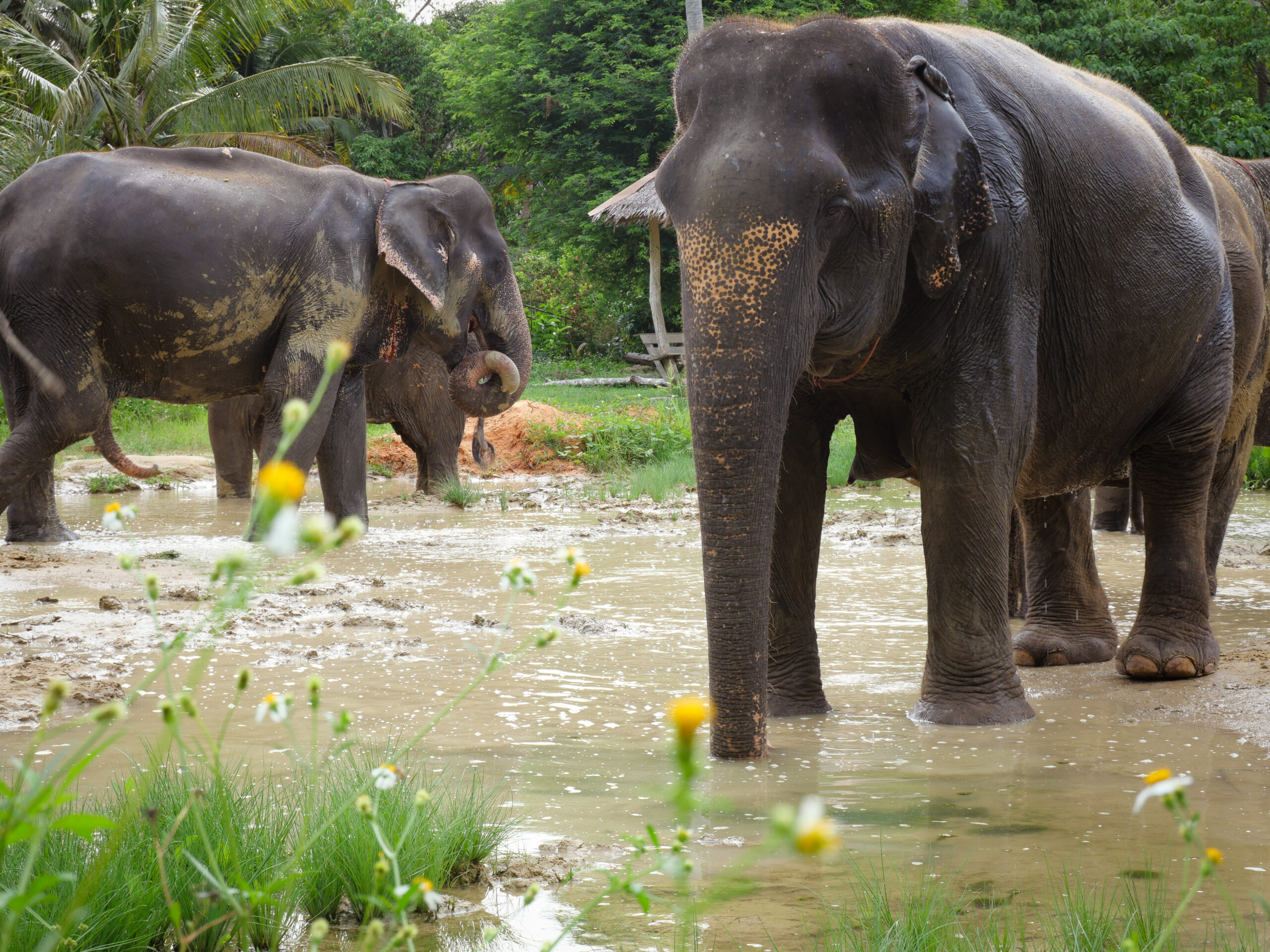 Travel in Thailand: A Guide to Ethical Elephant Preserves