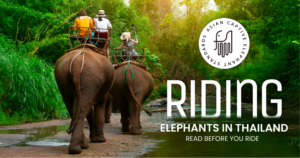 Riding Elephants in Thailand