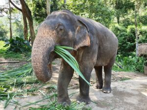 The Differences Between Asian Elephant vs African Elephant