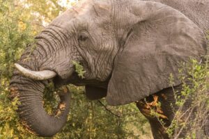 The Differences Between Asian Elephant vs African Elephant
