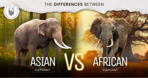 Asian Elephant VS African Elephant