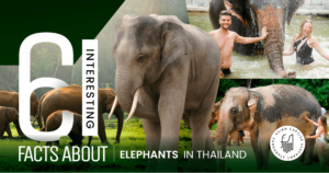 Elephants in Thailand