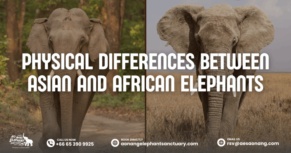 Physical Differences Between Asian And African Elephants
