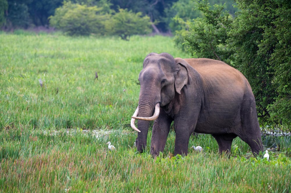 asian elephant roaming