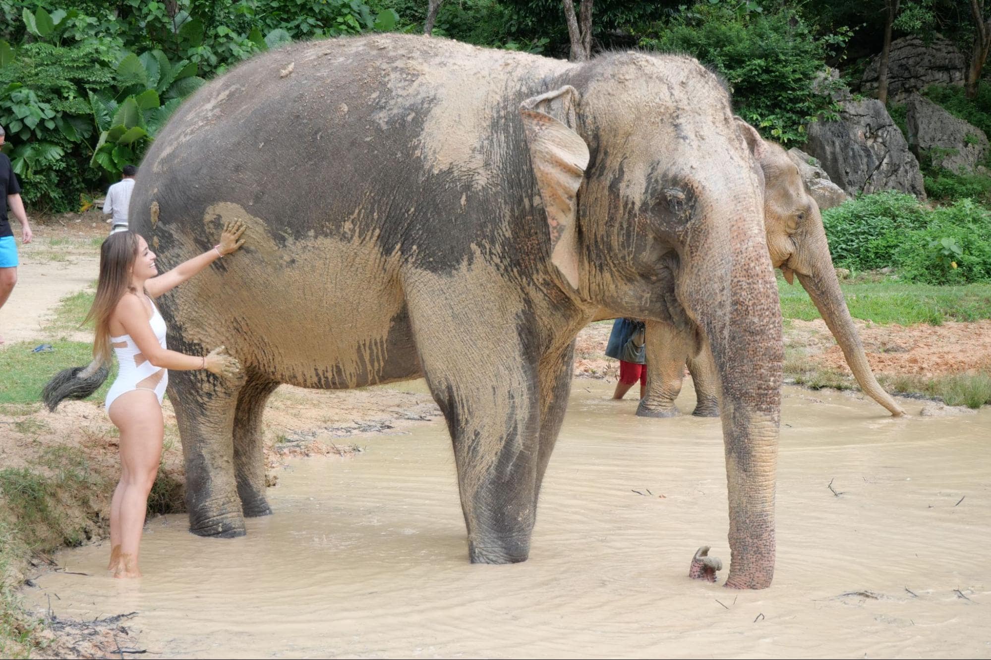 mud bathing asian elephant