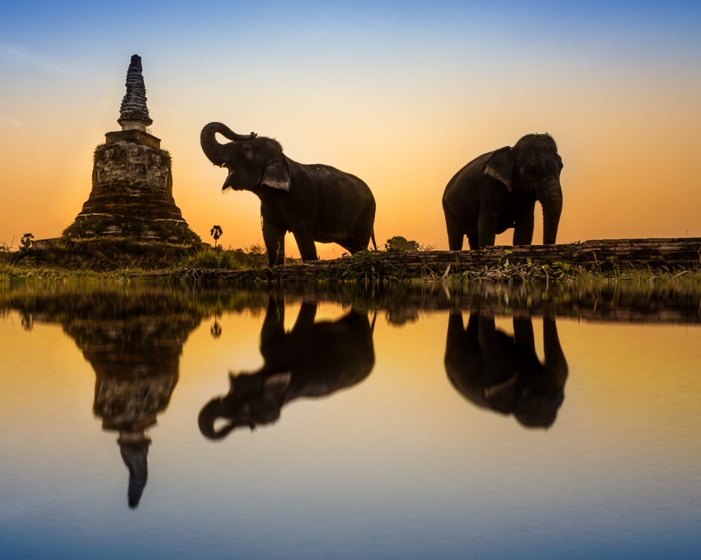 asian elephant in thai culture