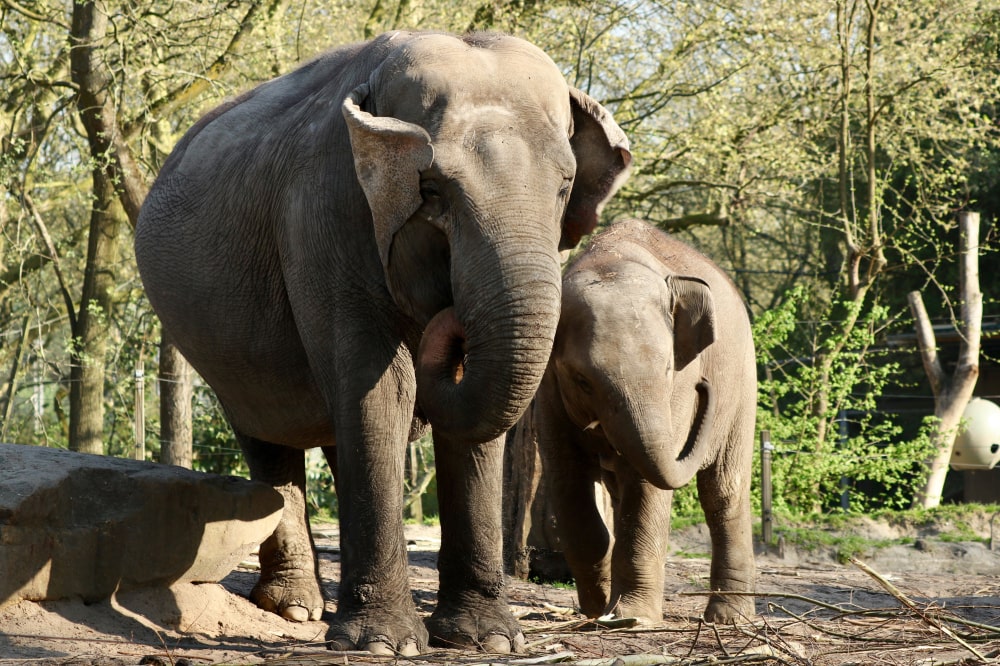 herd of asian elephants