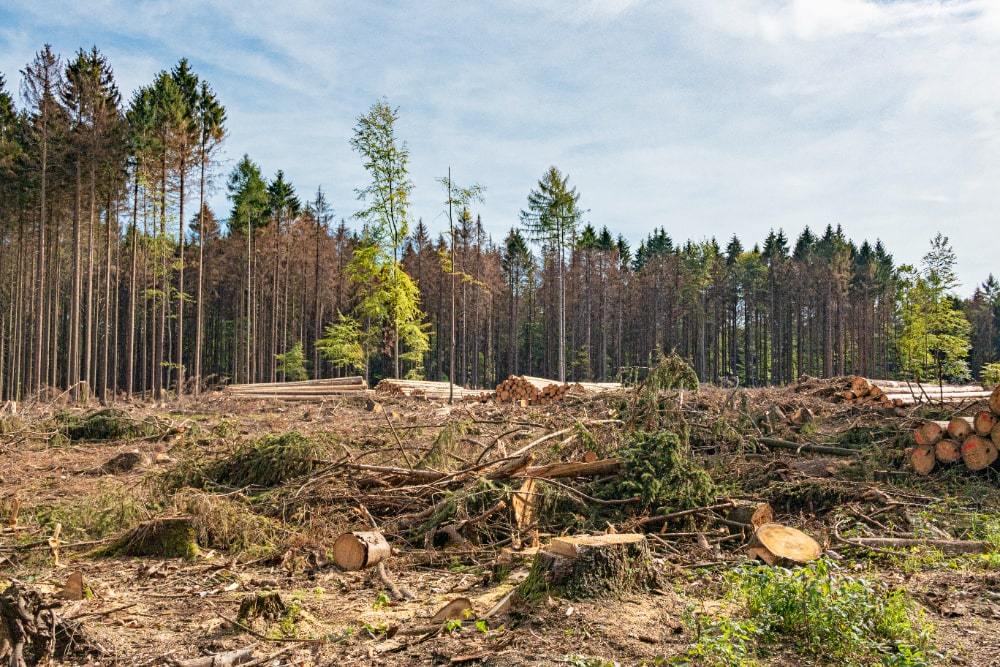 destroyed asian elephants habitat