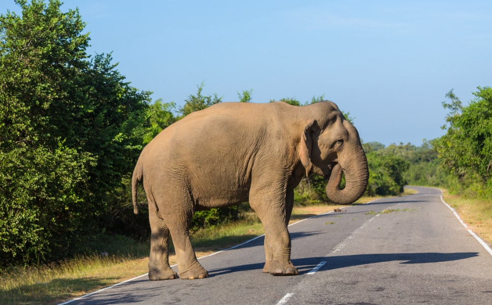 asian elephants on the road