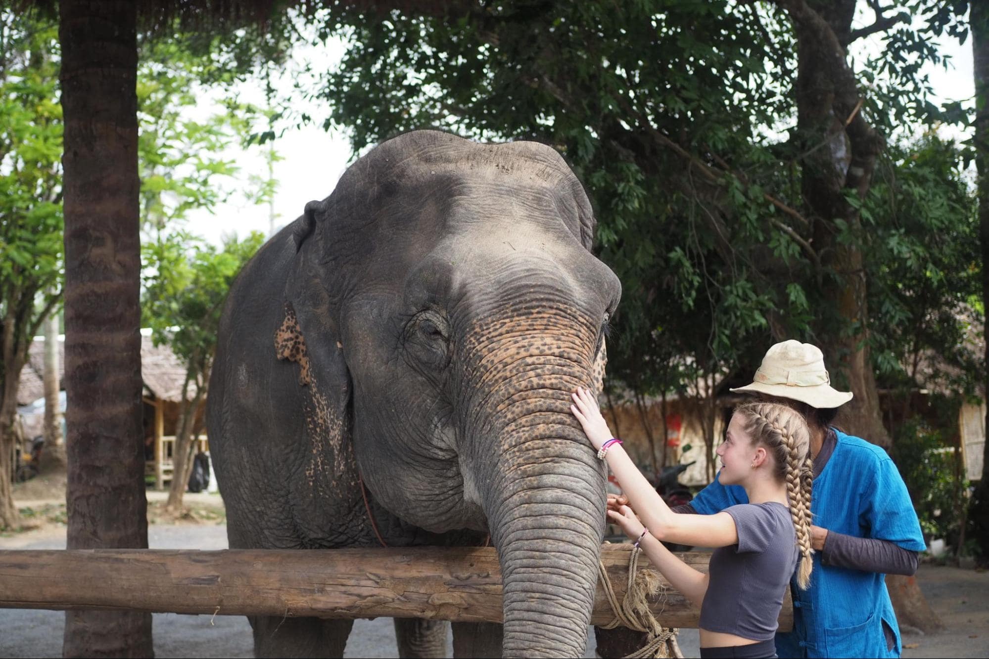 asian elephant in certified sanctuary