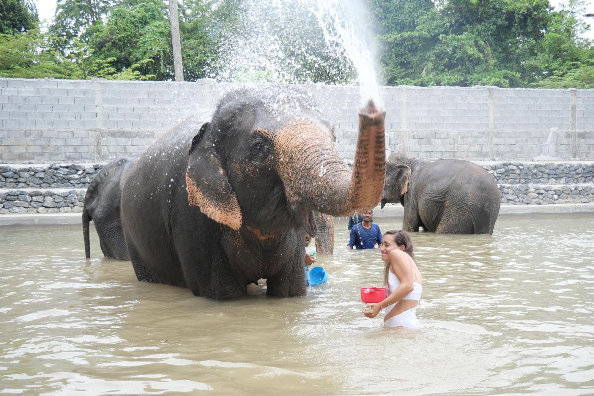 fun with asian elephant