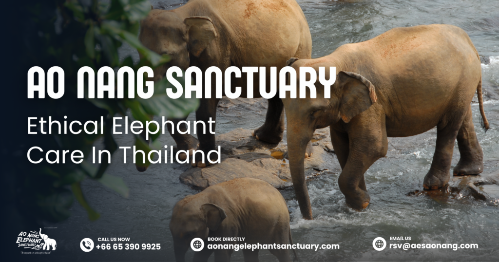 Ao Nang Sanctuary: Ethical Elephant Care in Thailand