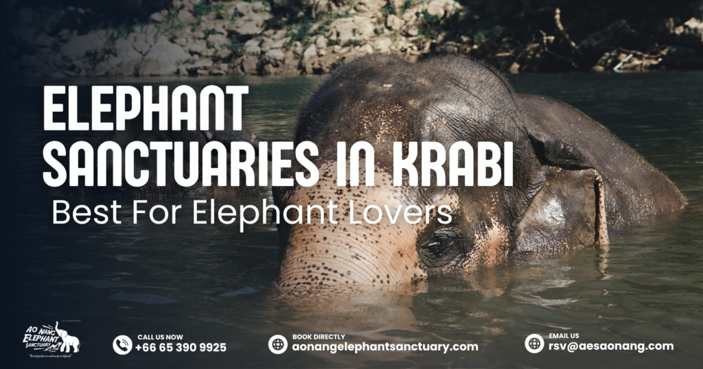 Elephant Sanctuaries in Krabi: Best for Elephant Lovers