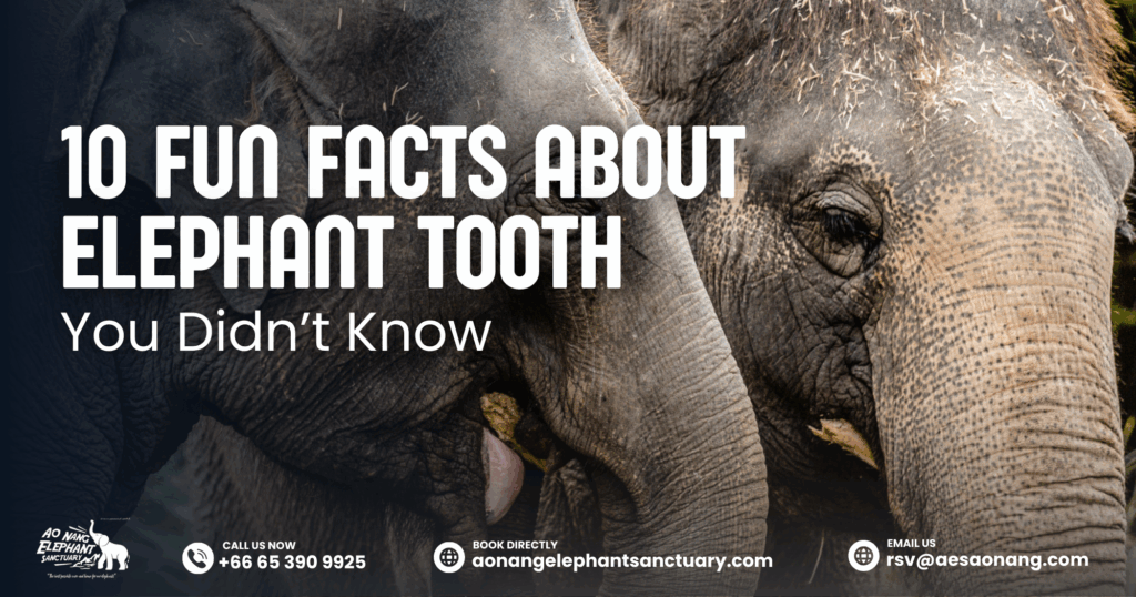 10 Fun Facts About Elephant Tooth You Didn’t Know