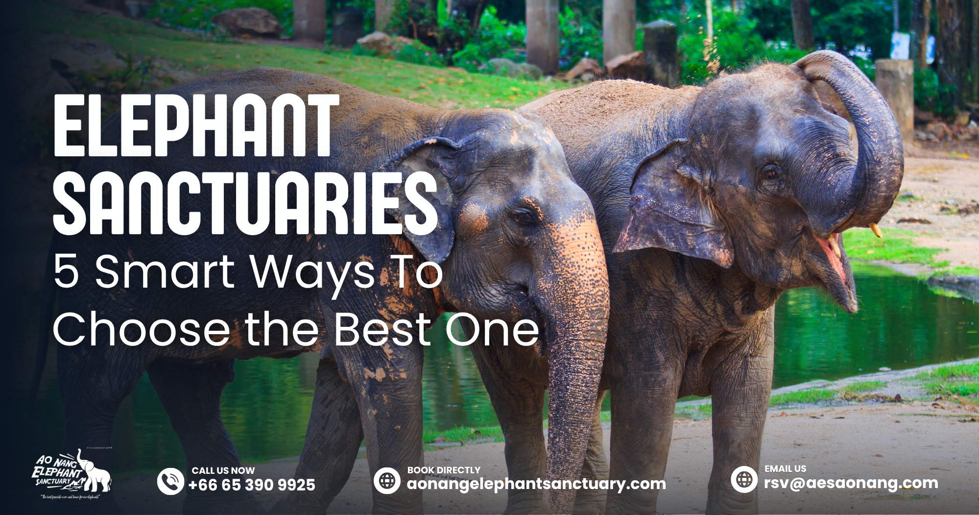 Elephant Sanctuaries_ 5 Smart Ways To Choose the Best One