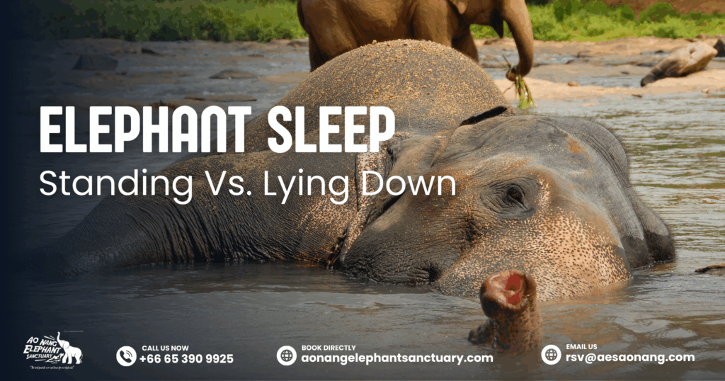 Elephant Sleep Uncovered_ Standing Vs. Lying Down