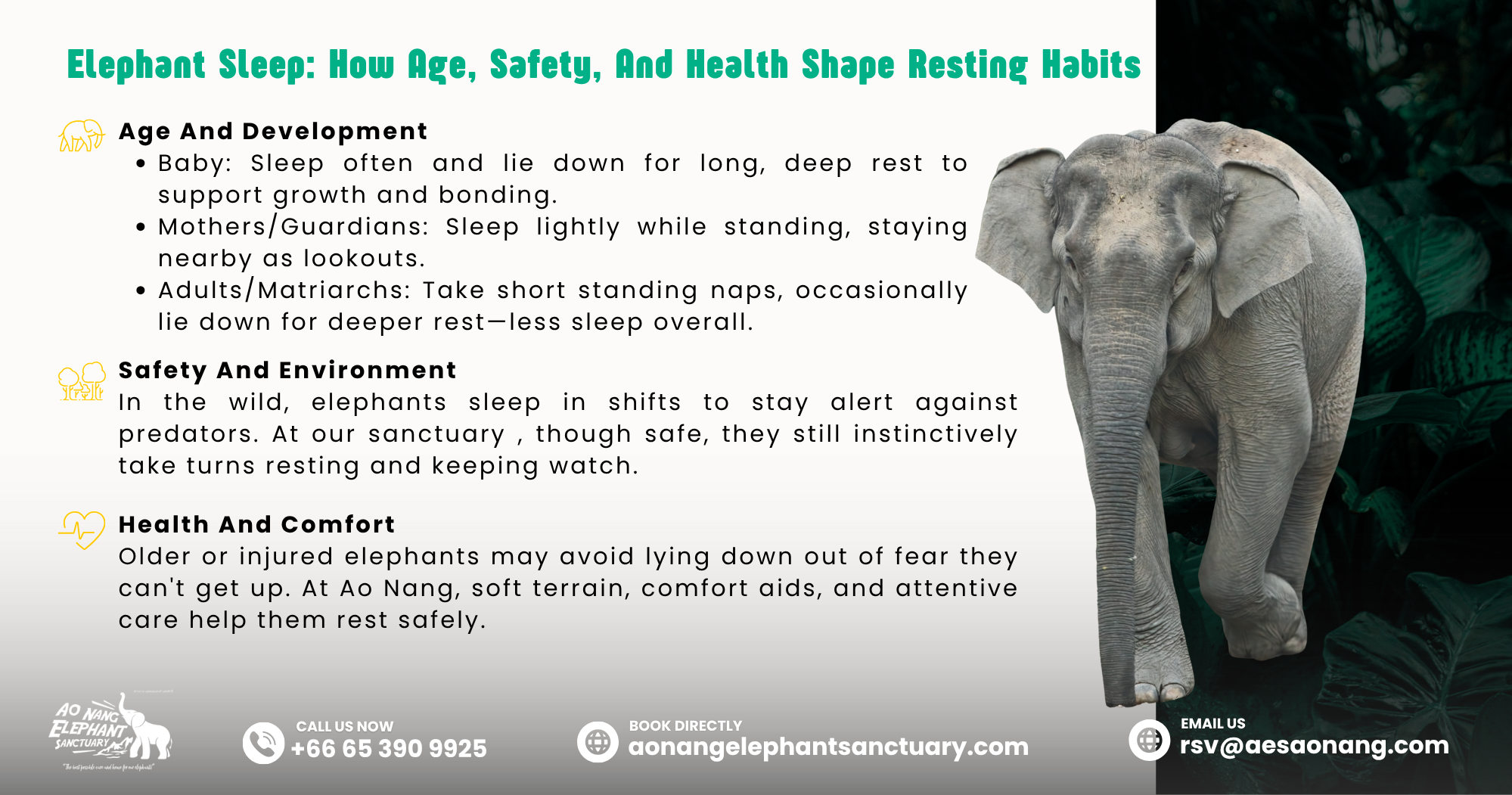 Elephant Sleep_ How Age, Safety, And Health Shape Resting Habits