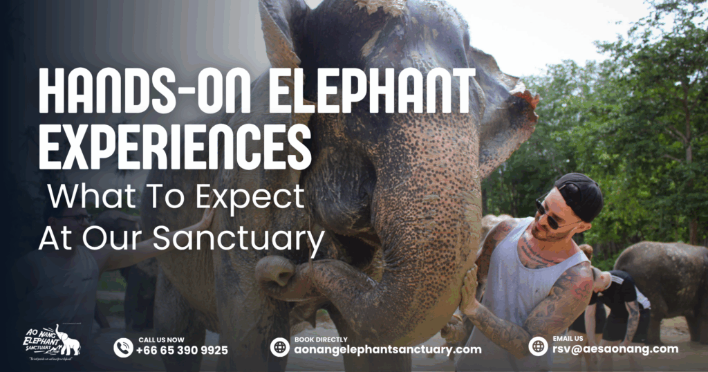 Hands-On Elephant Experiences