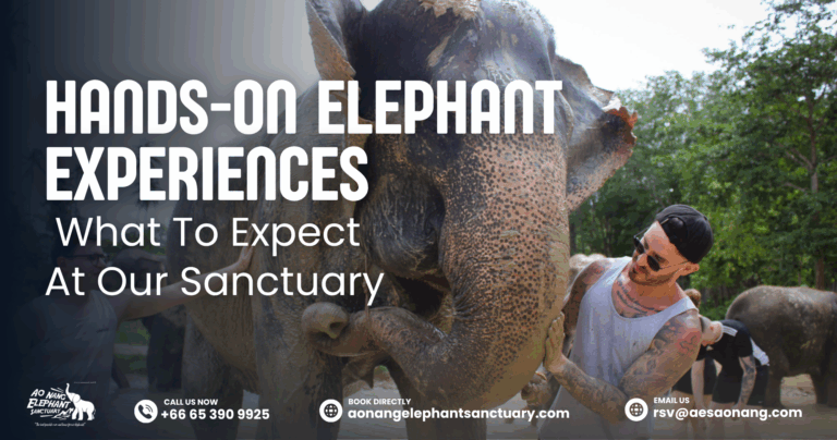 Hands-On Elephant Experiences