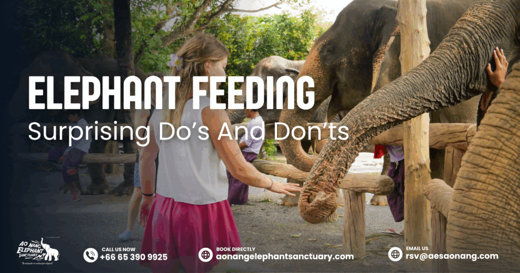 Elephant Feeding-Surprising Do’s And Don’ts