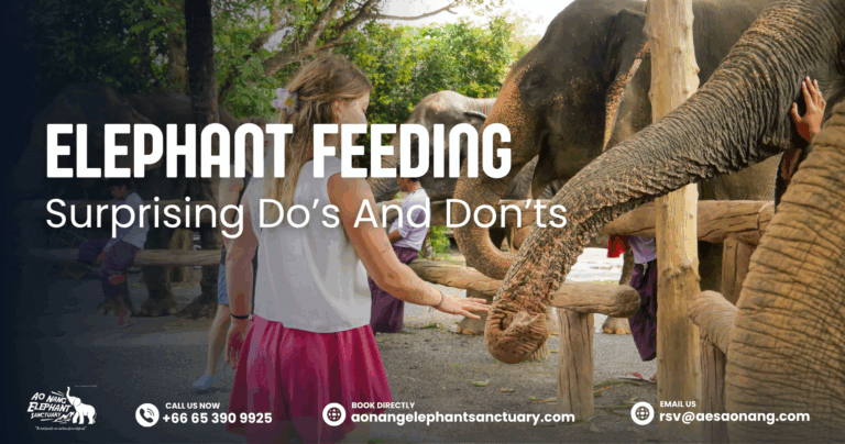 Elephant Feeding-Surprising Do’s And Don’ts