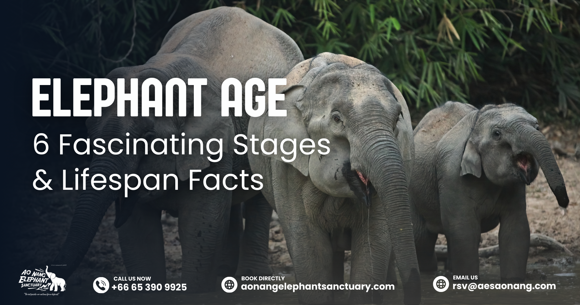Elephant Age_ 6 Fascinating Stages & Lifespan Facts