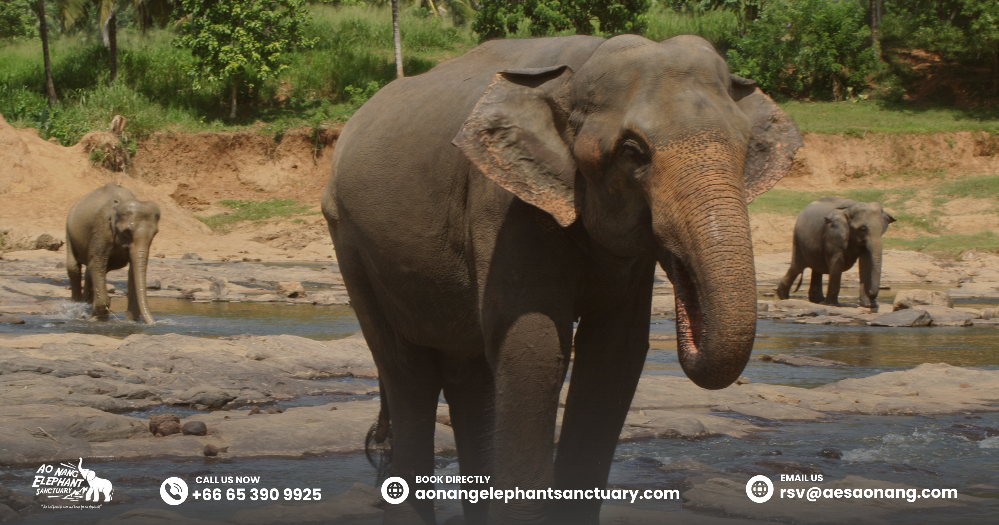 Elephant Age_ Adult