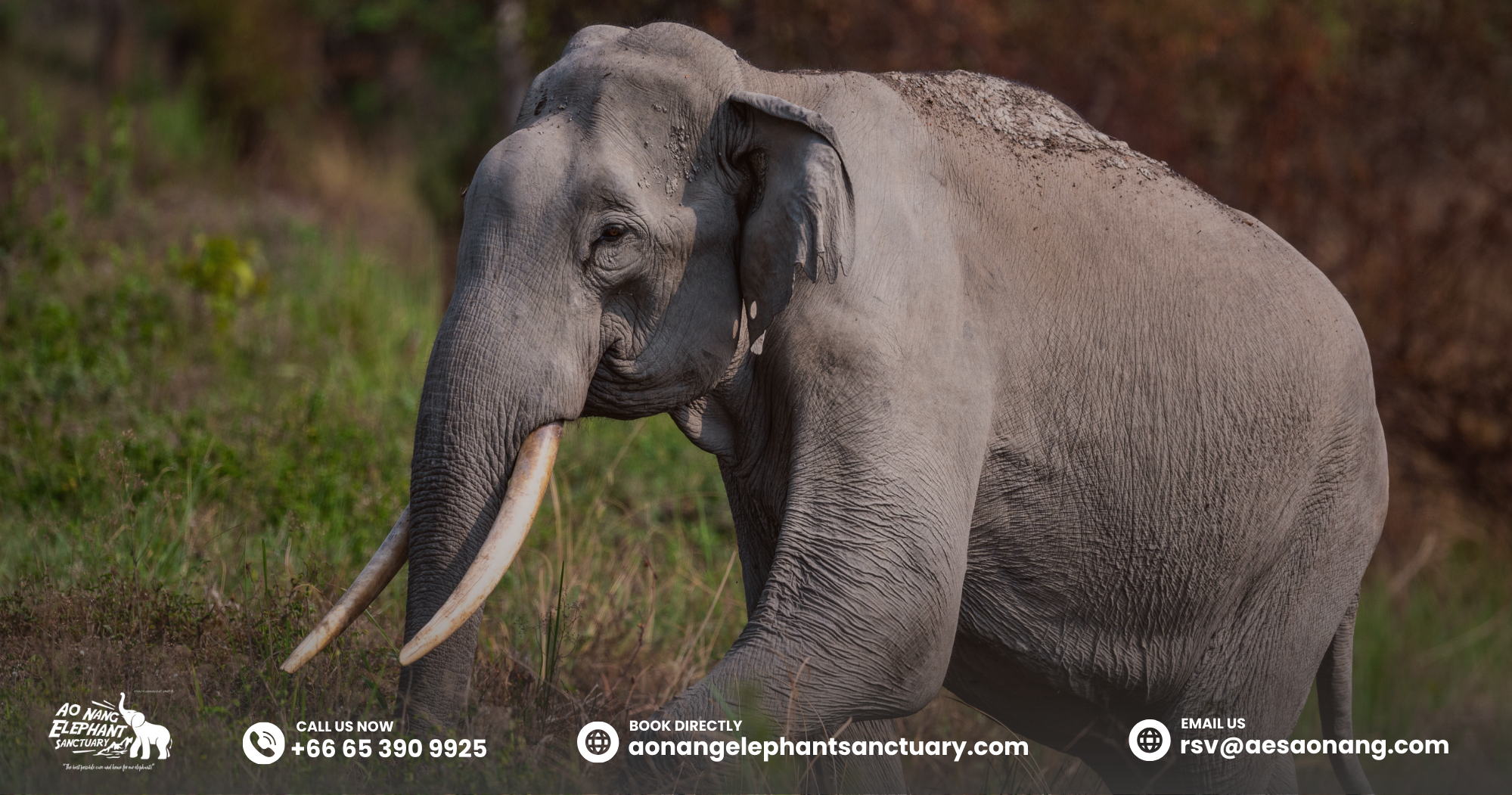 Elephant Age_ Elderly