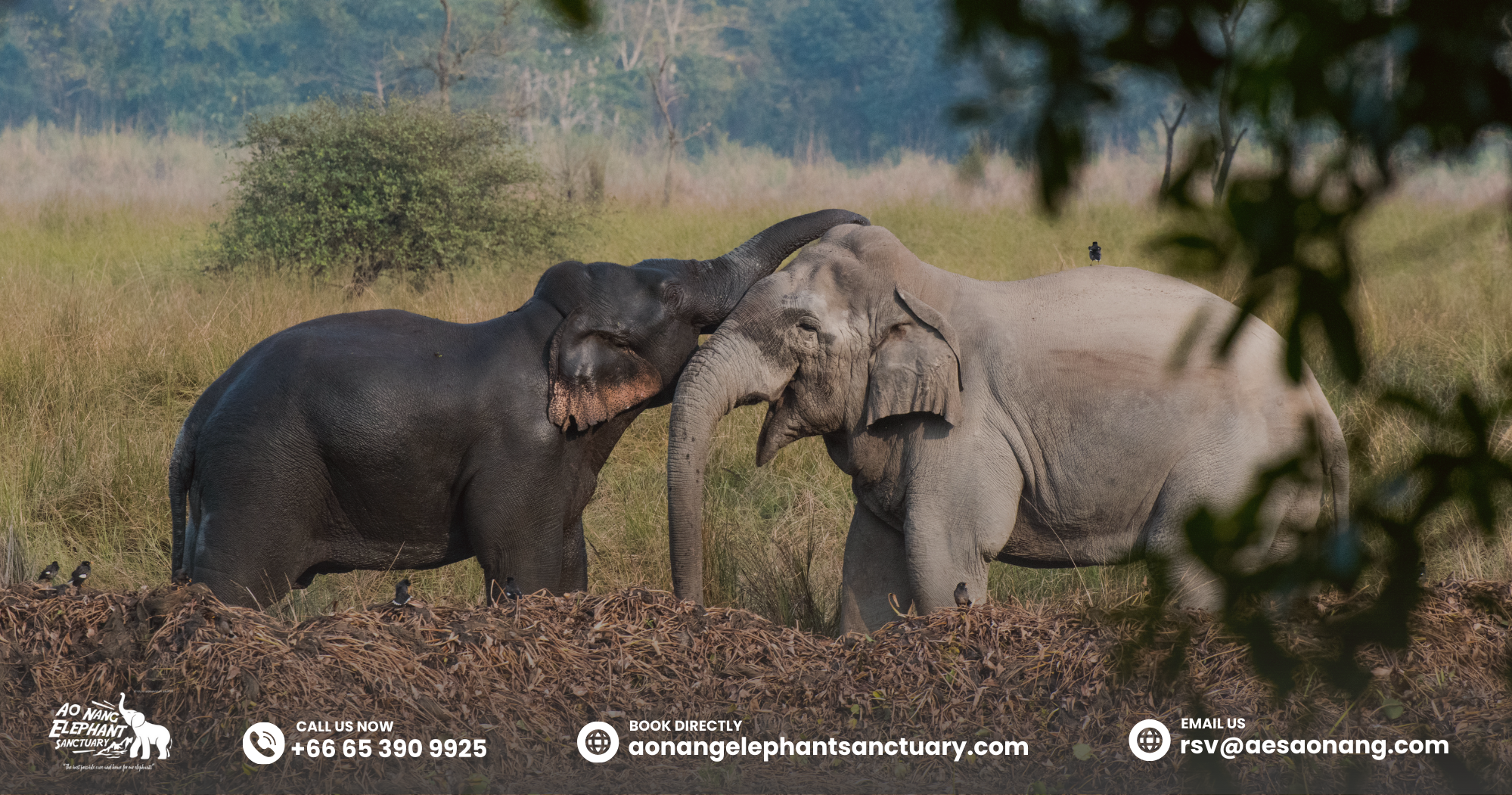 Elephant Age_ Middle Age