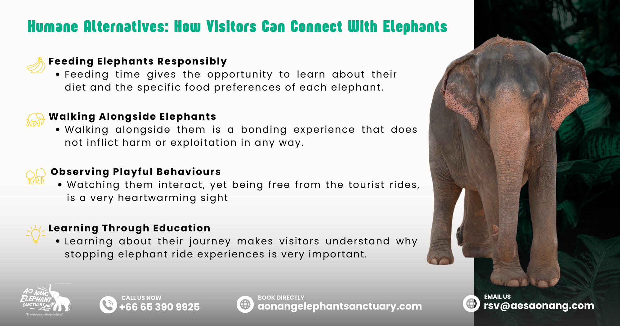 Humane Alternatives: How Visitors Can Connect With Elephants