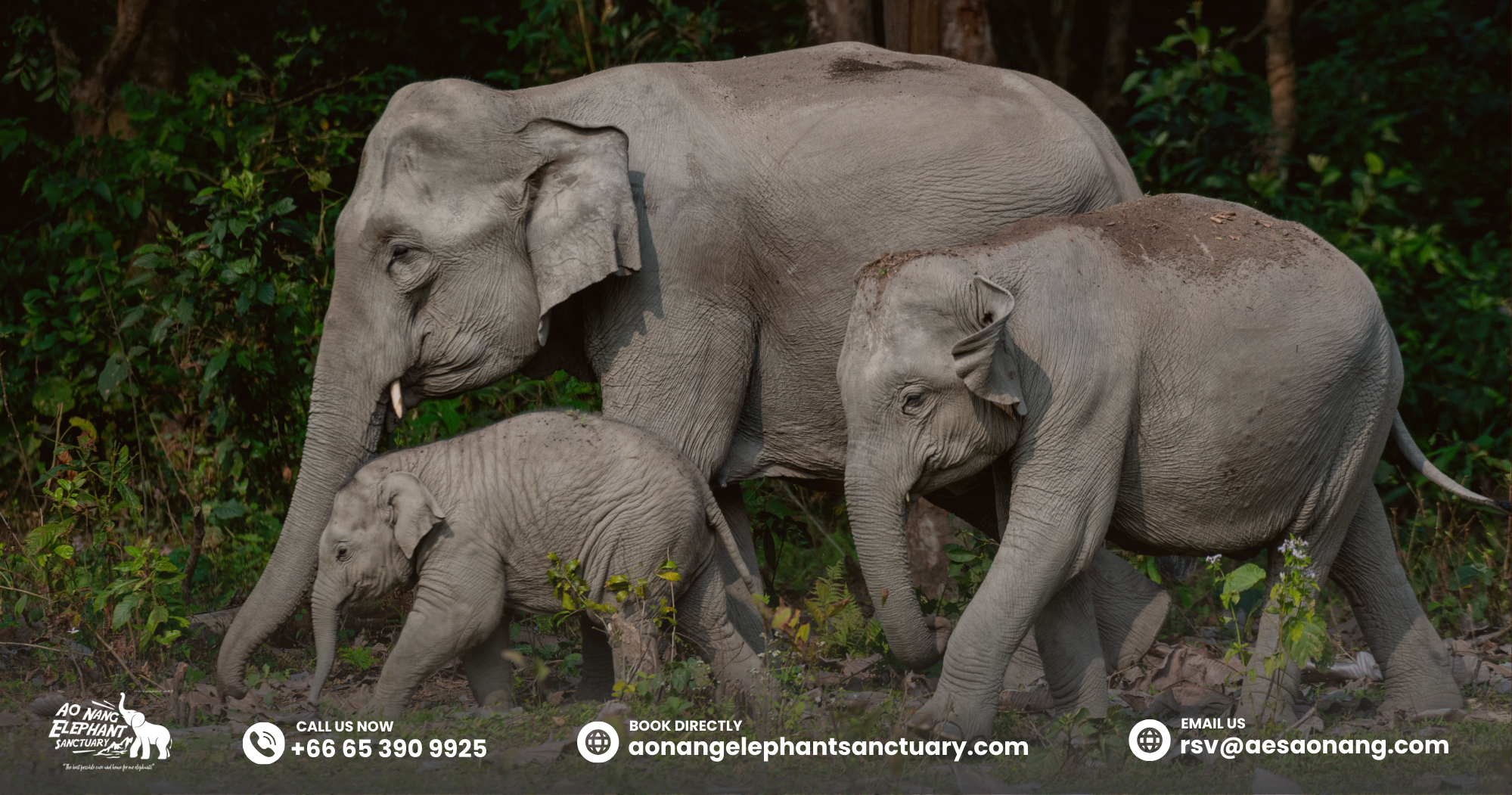 Juvenile_ Elephant Age
