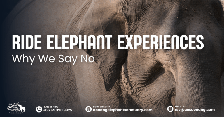 Ride Elephant Experiences_ Why We Say No