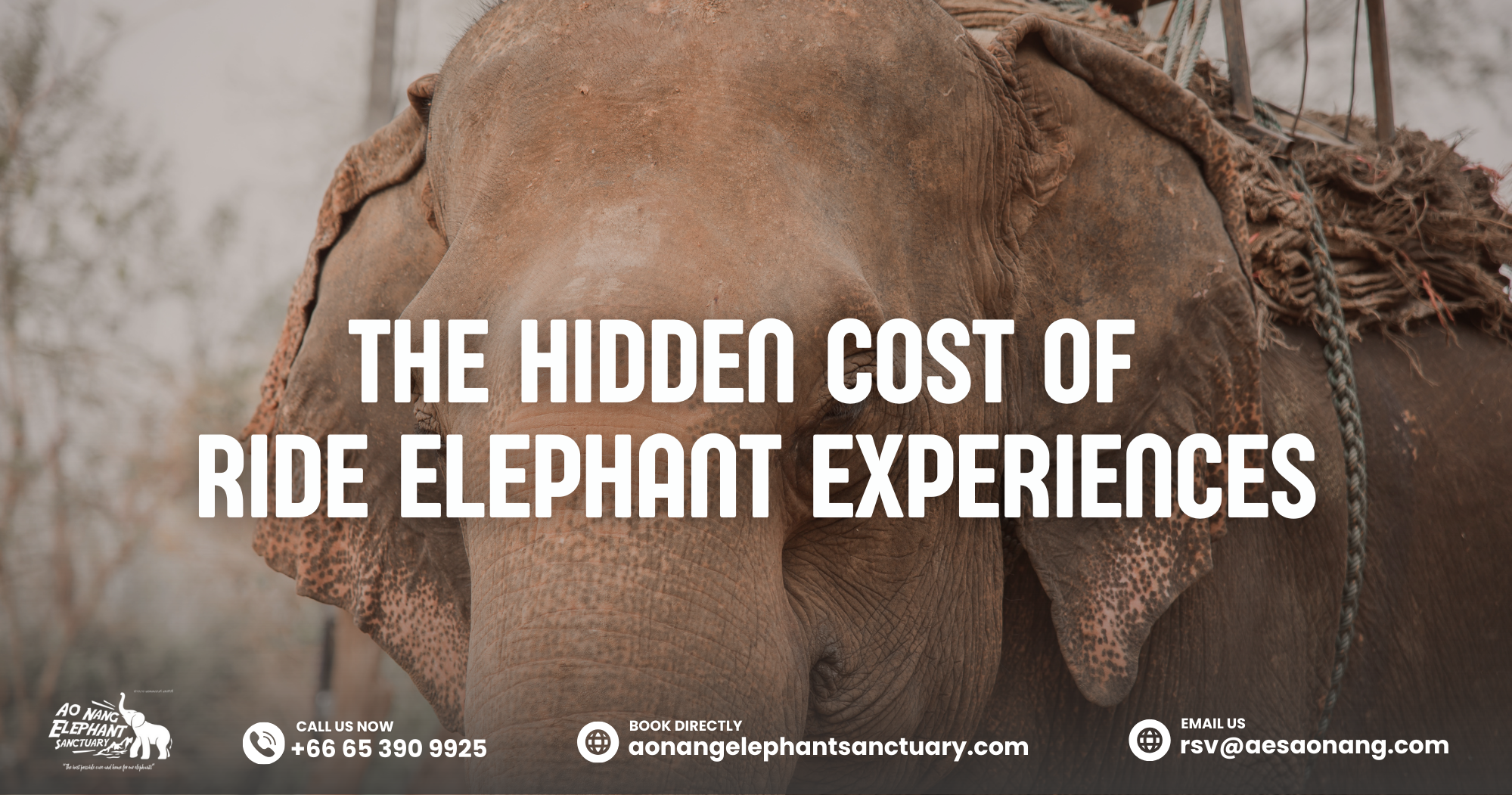 The Hidden Cost Of Ride Elephant Experiences