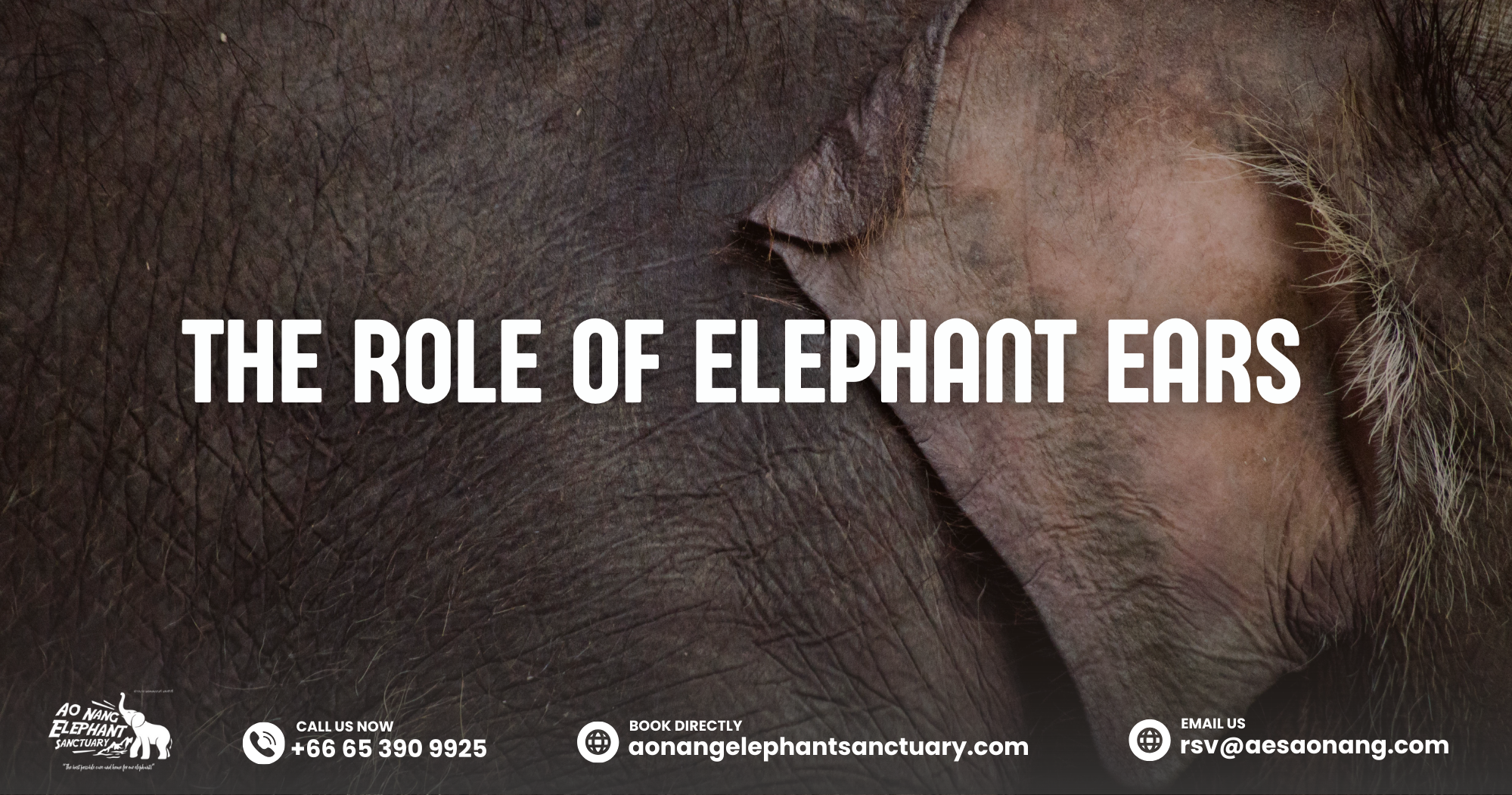 The Role Of Elephant Ears