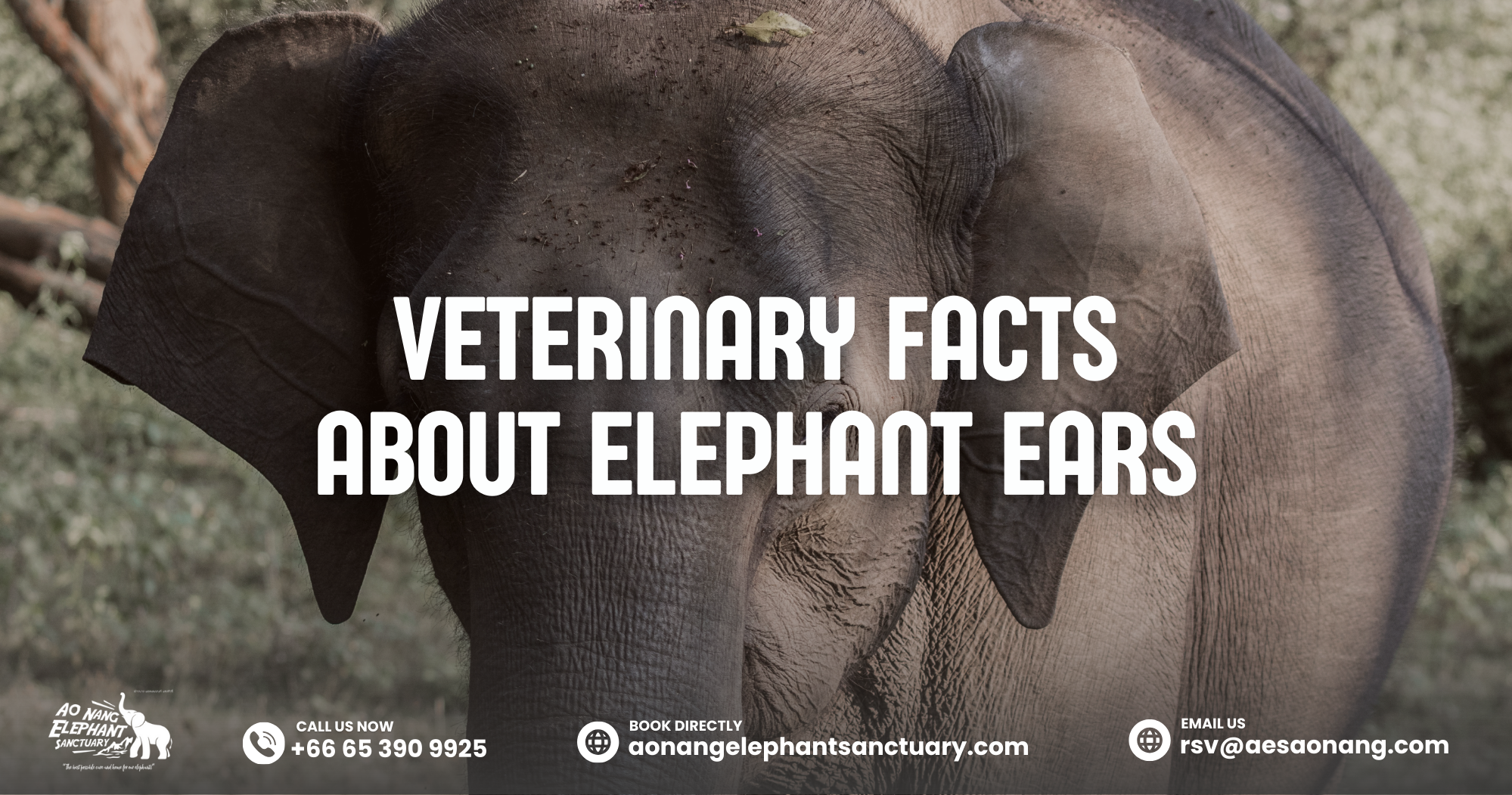 Veterinary Facts About Elephant Ears