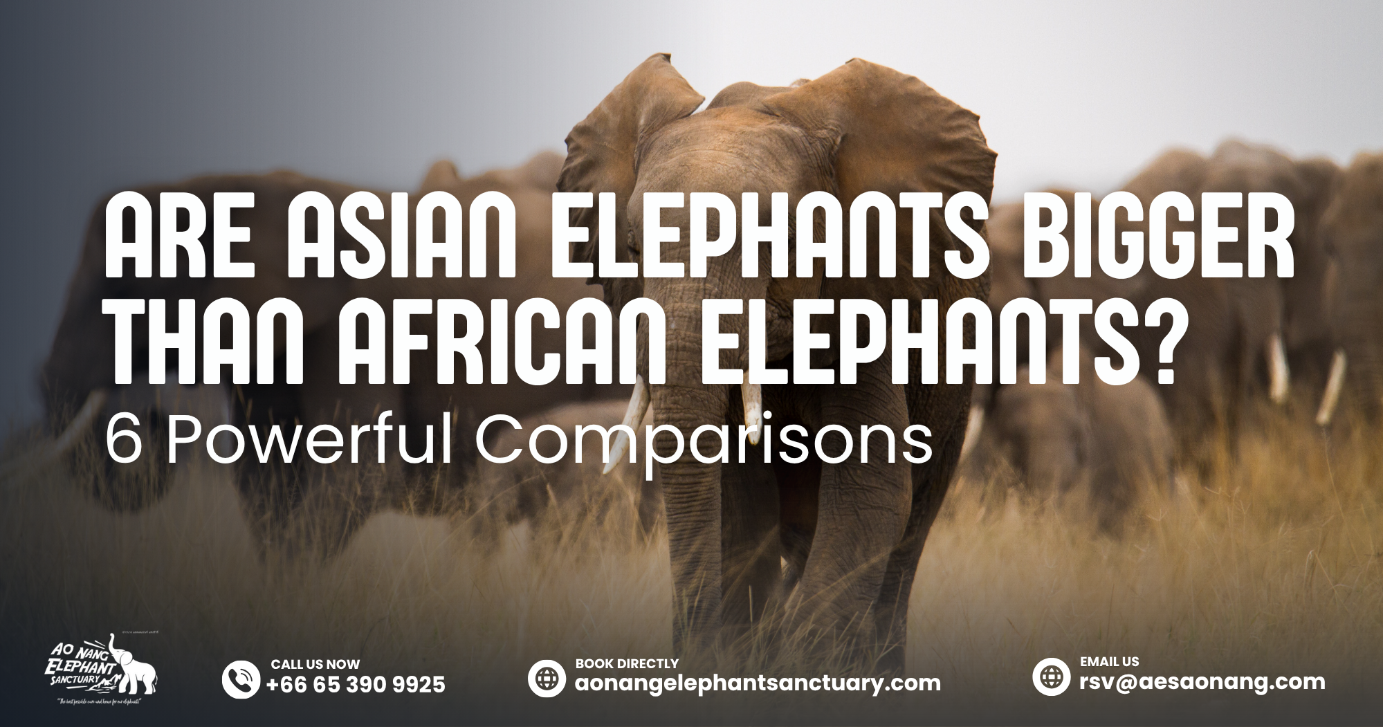 Are Asian Elephants Bigger Than African Elephants