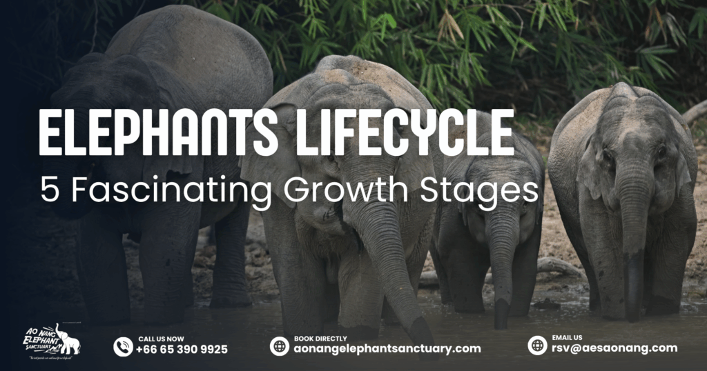 Elephants Lifecycle
