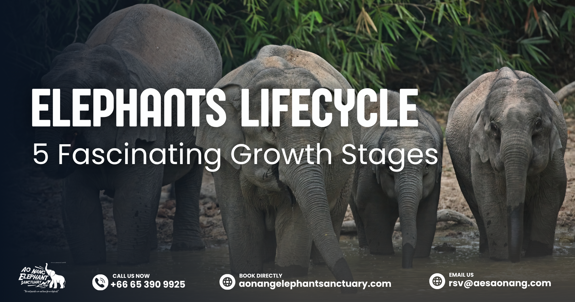 Elephants Lifecycle