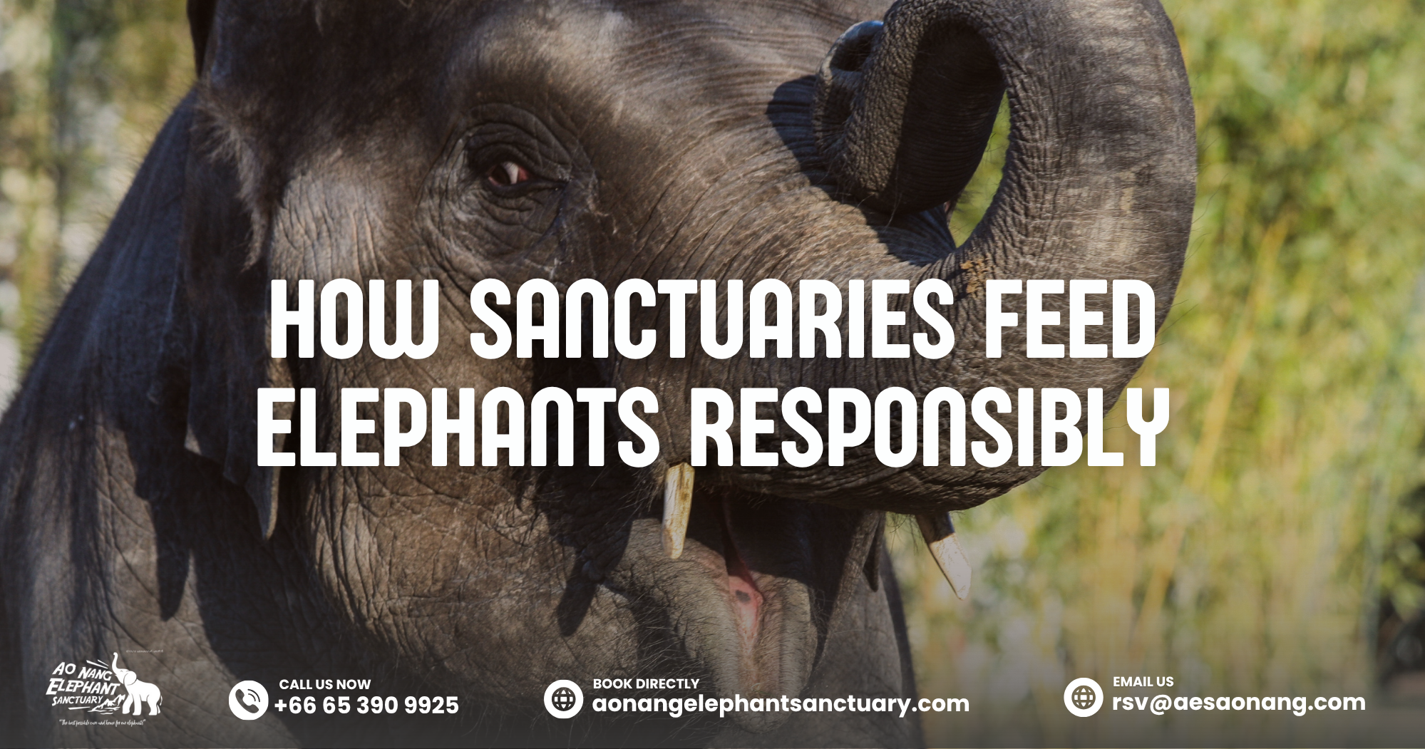 How Sanctuaries Feed Elephants Responsibly
