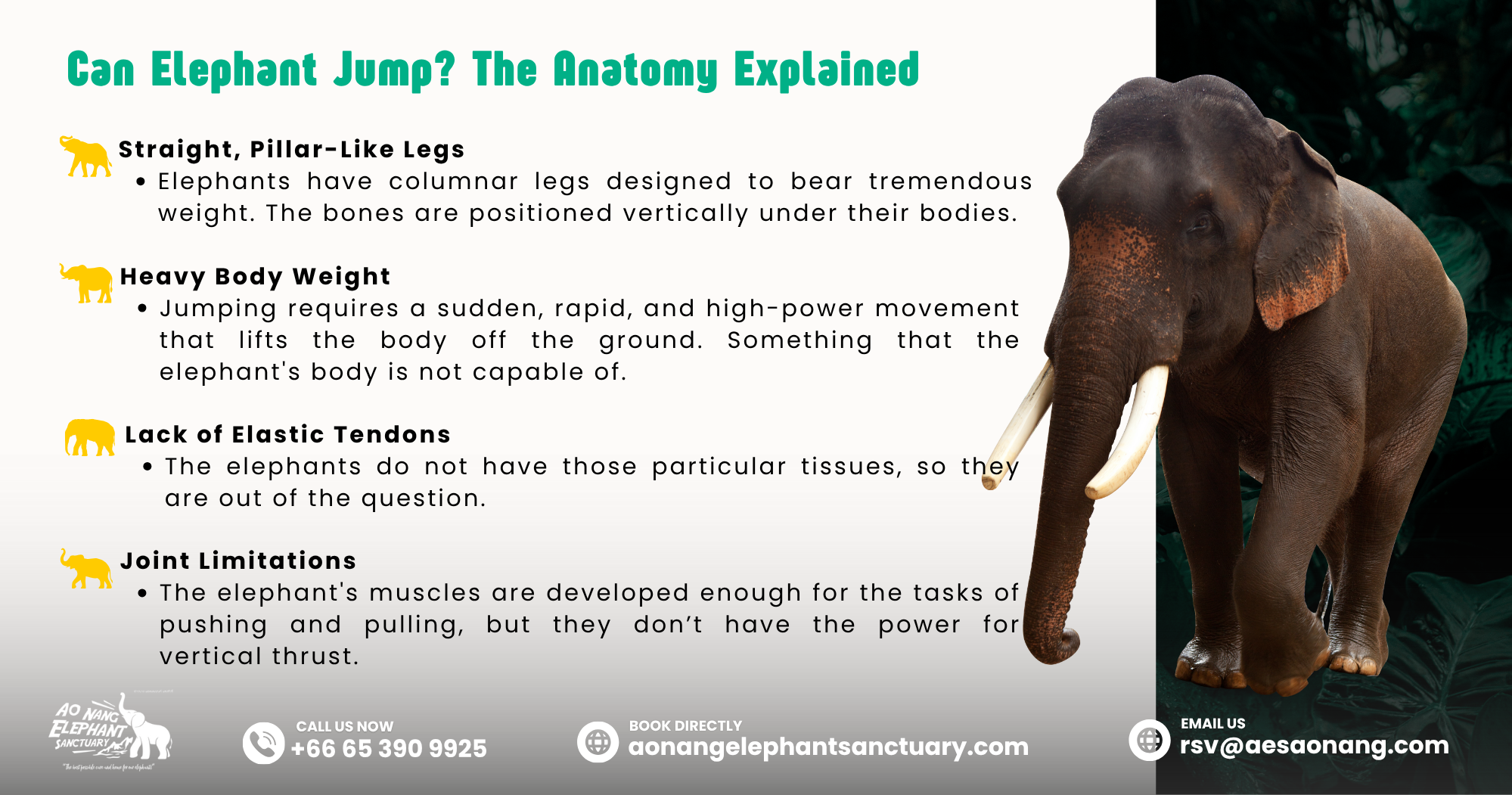 Why Can’t Elephants Jump? The Anatomy Explained