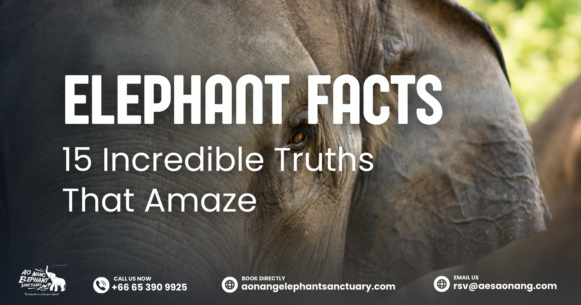 Elephant​‍​‌‍​‍‌ Facts_ 15 Incredible Truths That Amaze