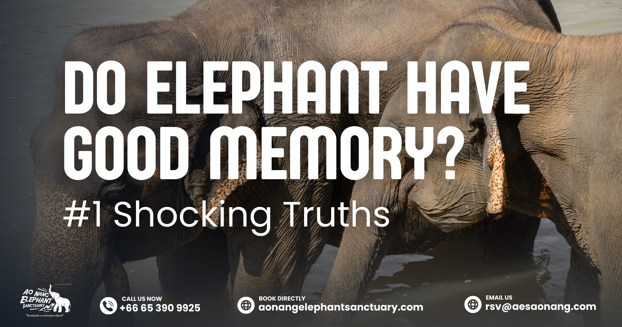 Do Elephant Have Good Memory_ #1 Shocking Truths