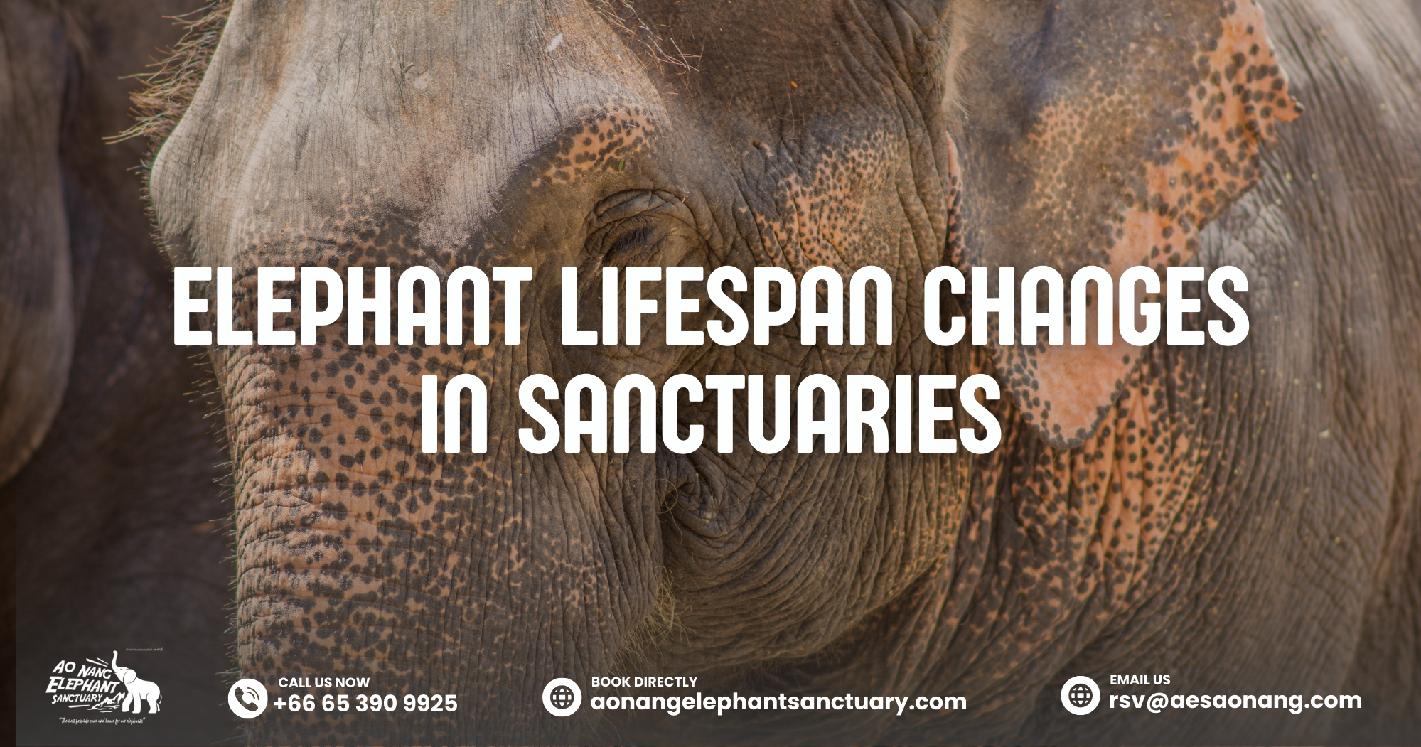 Elephant Lifespan Changes In Sanctuaries