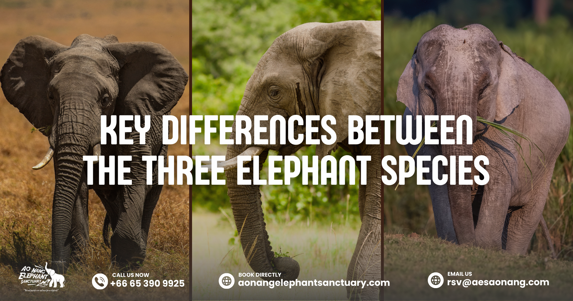 Key Differences Between The Three Elephant Species