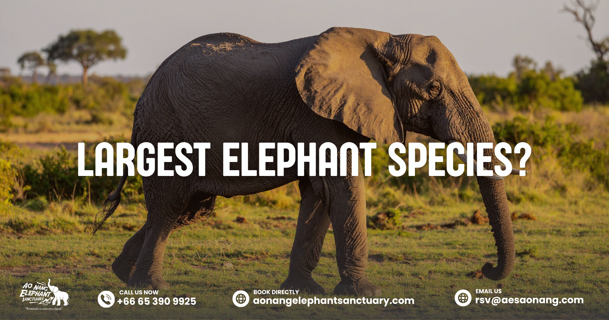 Largest Elephant Species