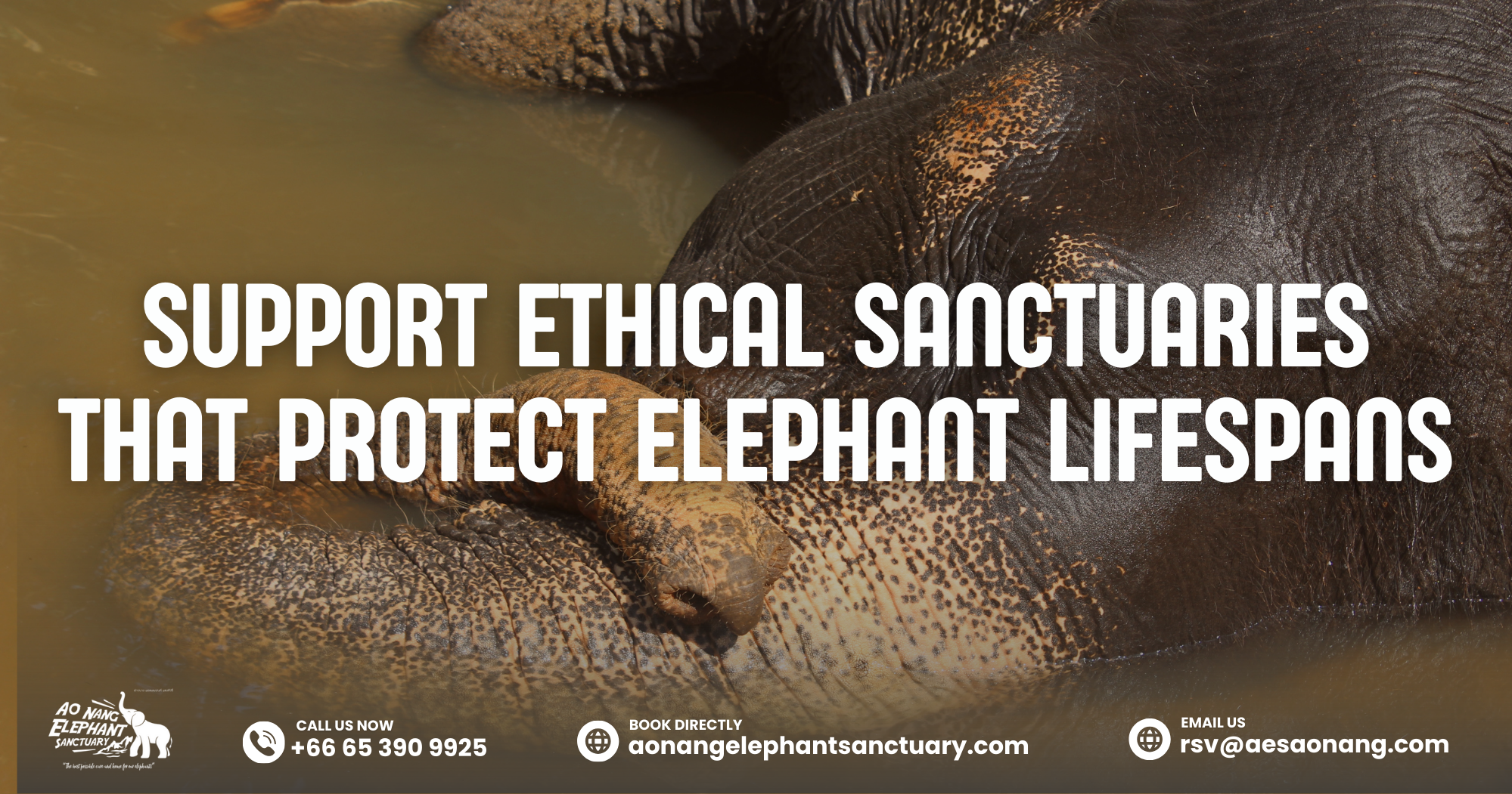 Support Ethical Sanctuaries That Protect Elephant Lifespans
