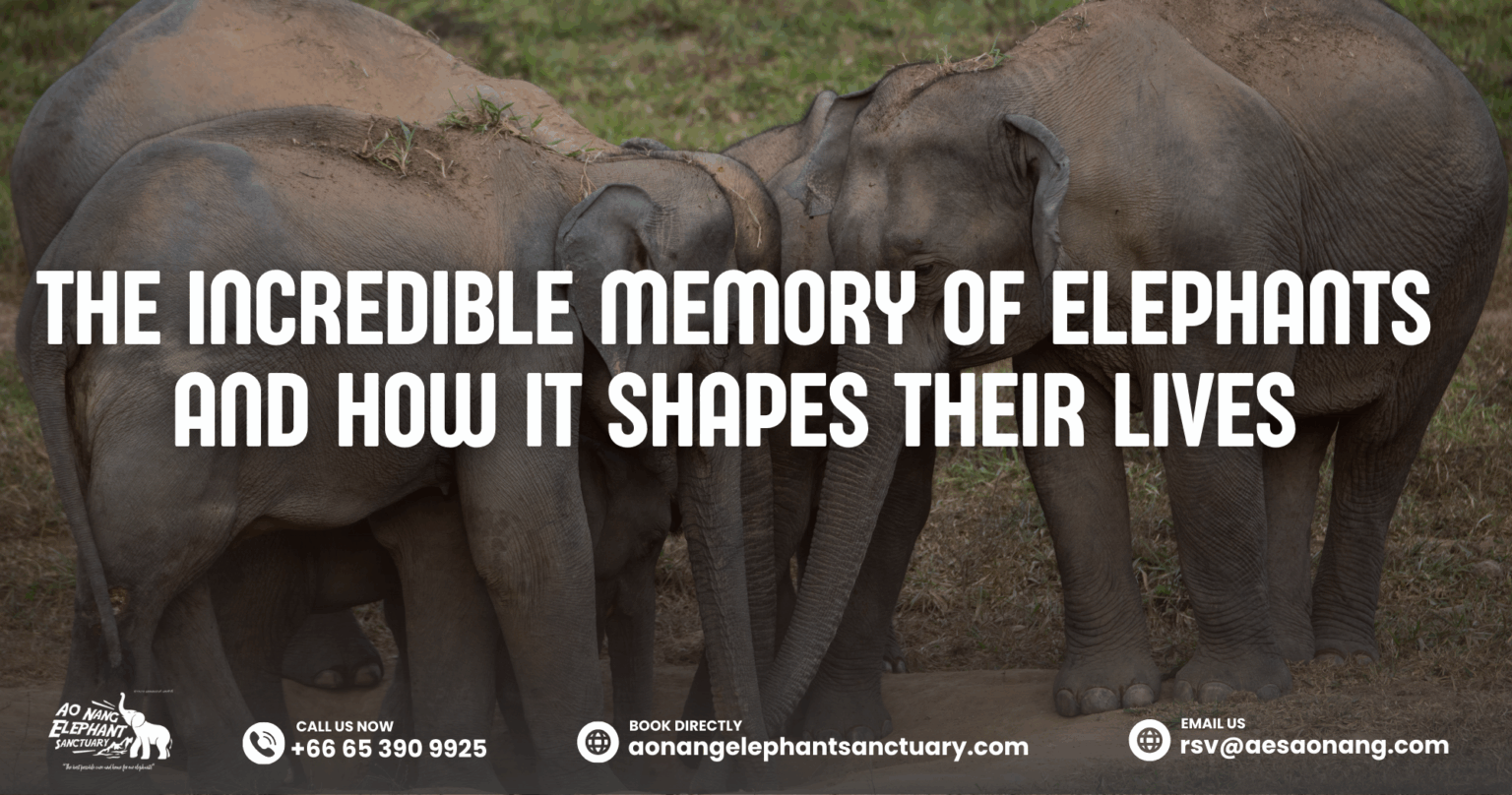 Do Elephant Have Good Memory? #1 Shocking Truths - Aonang Elephant ...