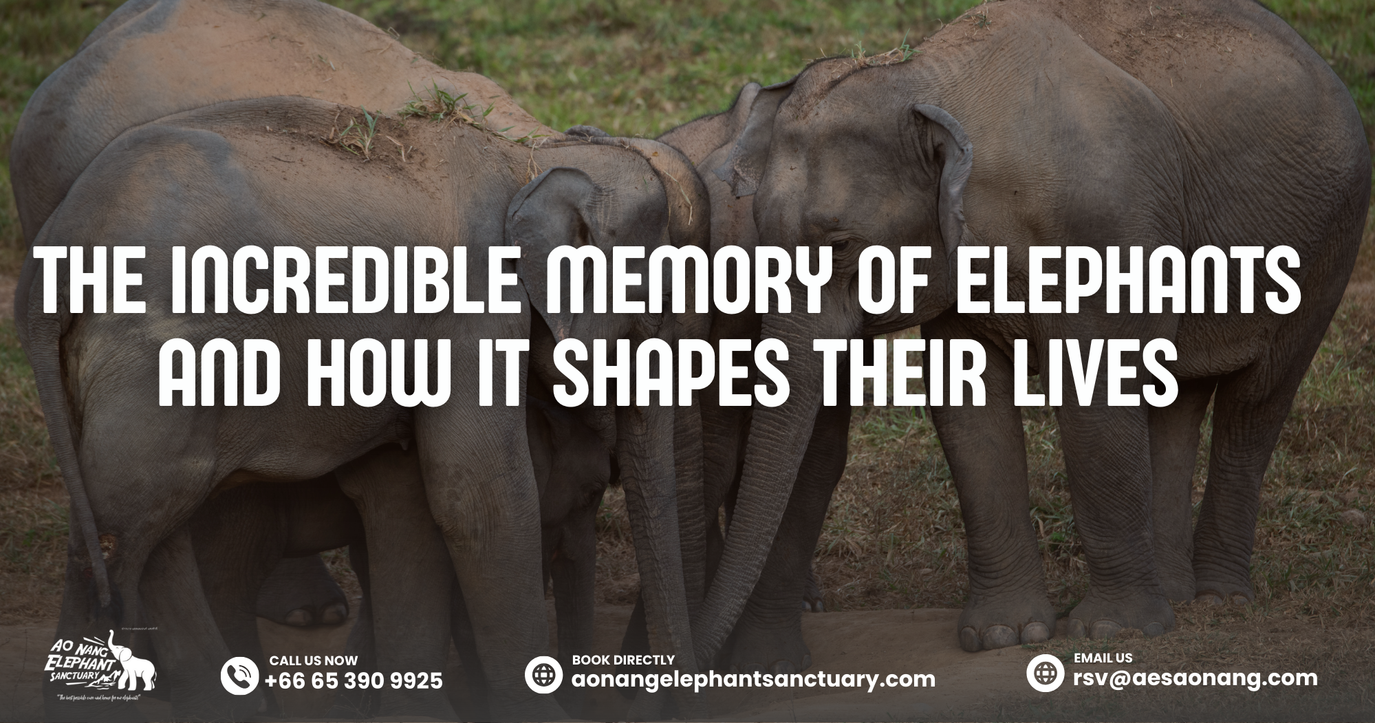 The Incredible Memory Of Elephants And How It Shapes Their Lives